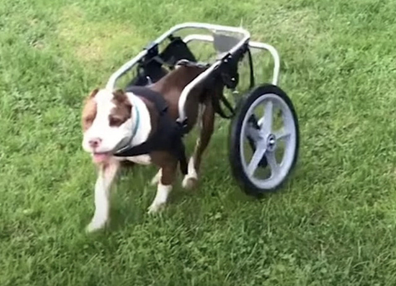 pitbull paralizzato carrozzina