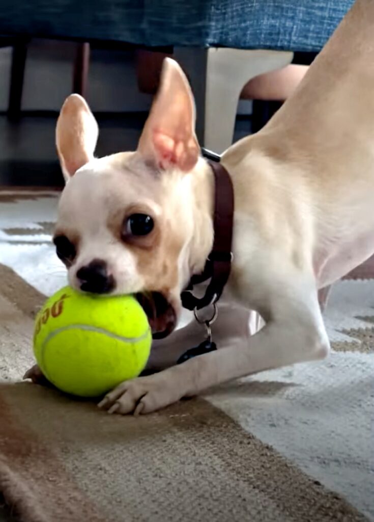 Adesso il cagnolino sta migliorando la sua salute giorno dopo giorno