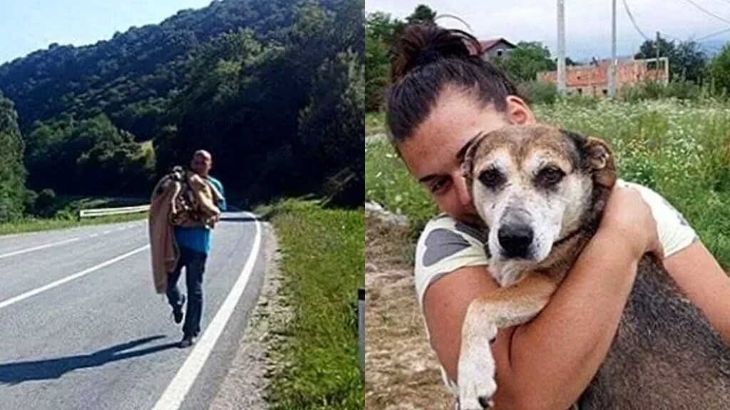 cane salvato dalla strada