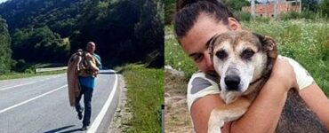 cane salvato dalla strada