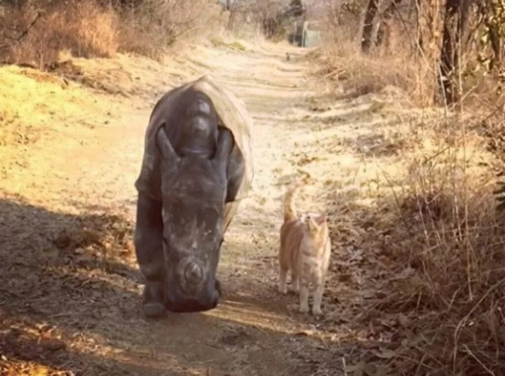 gattino e rinoceronte