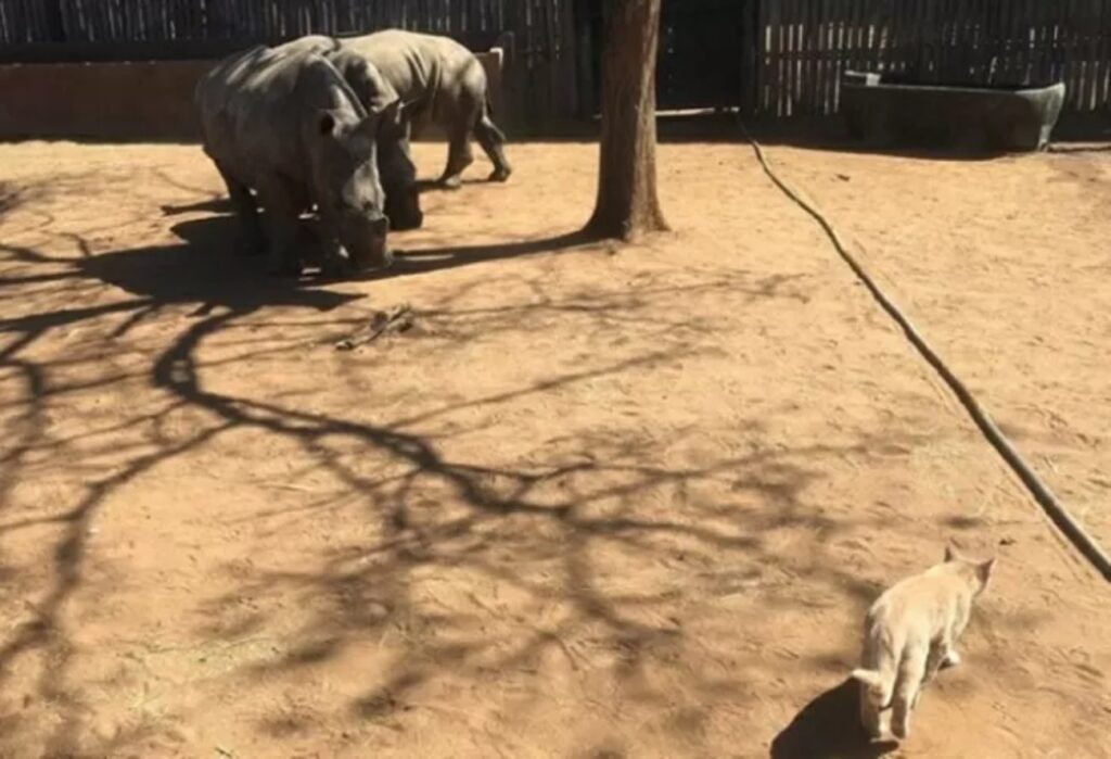 rinoceronte gioca col gatto