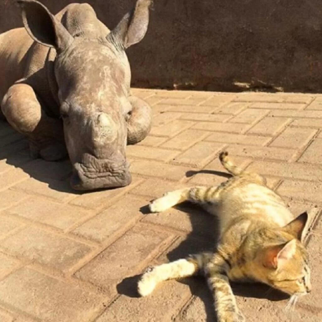 gatto e rinoceronte che riposano