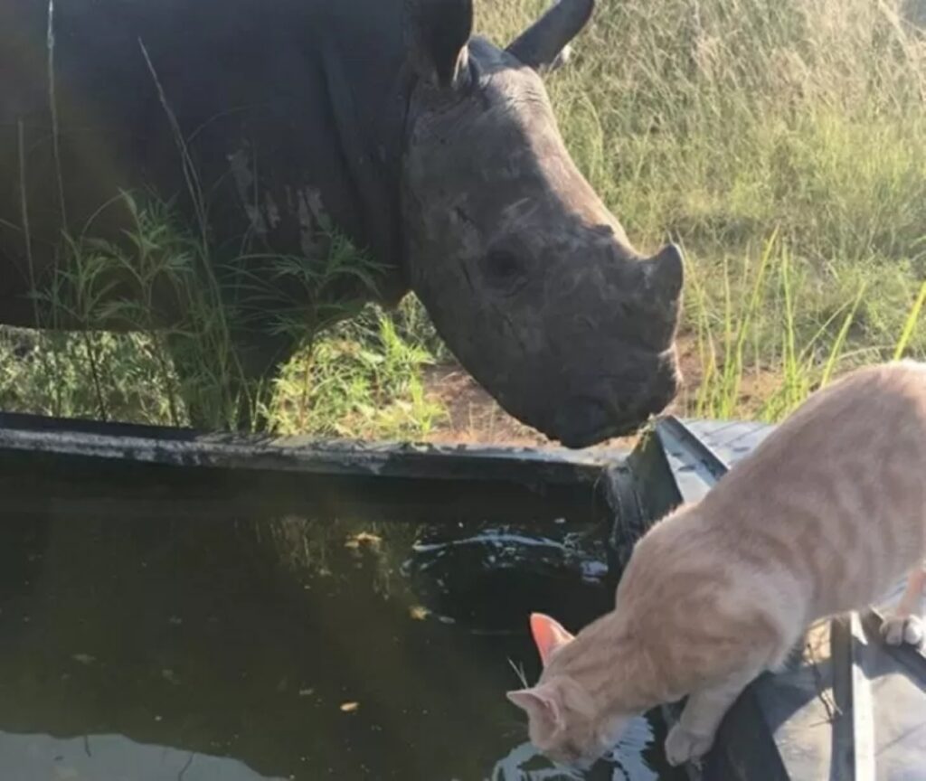 rinoceronte e gatto che bevono insieme