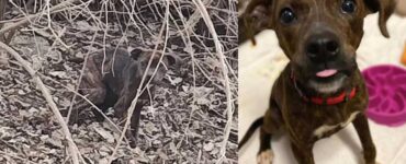 cane tra i rovi