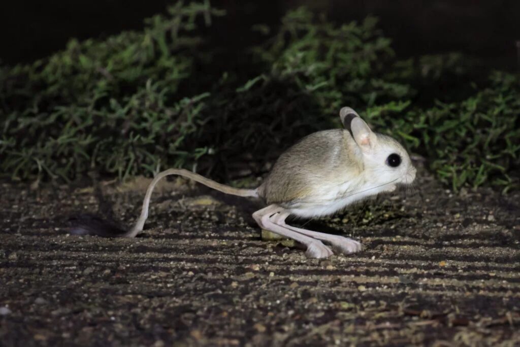 topo delle piramidi, la specie di Jaculus più piccola