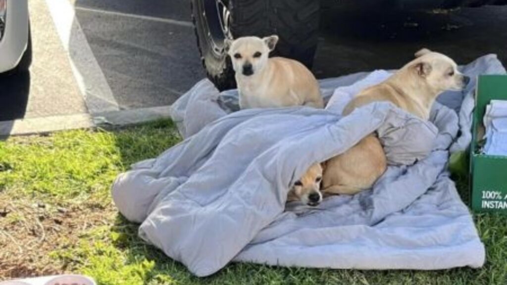 Tre cagnolini vengono abbandonati in una strada.