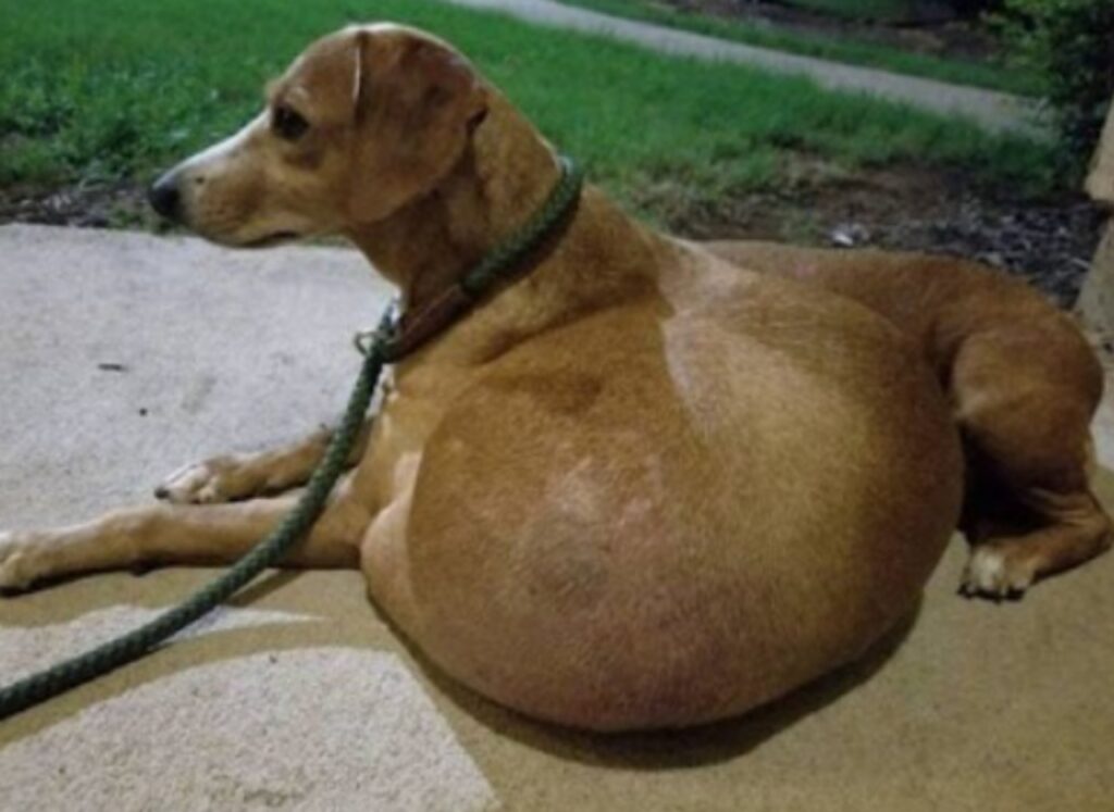 cane con enorme tumore