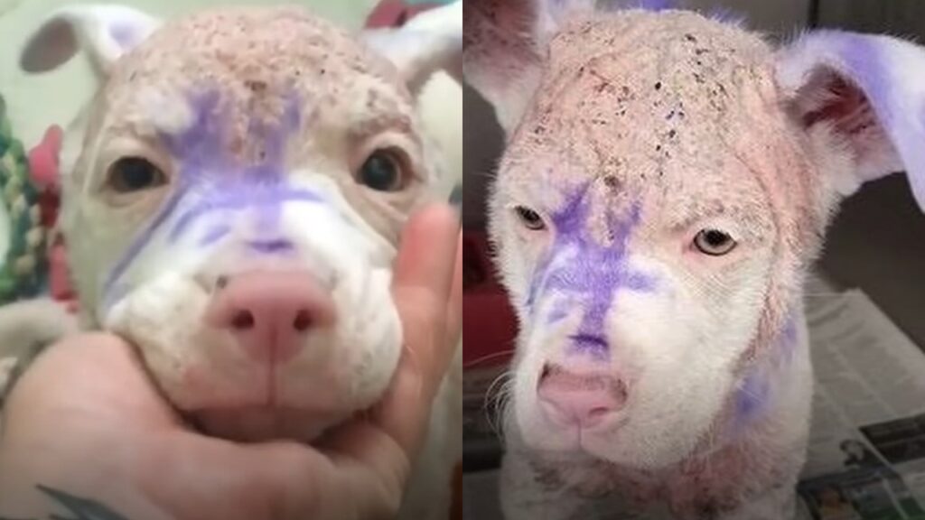cane con vernice in faccia