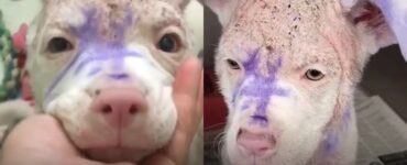cane con vernice in faccia