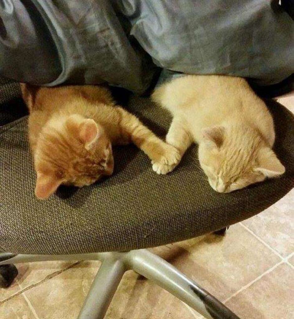 gattini teneri che dormono insieme