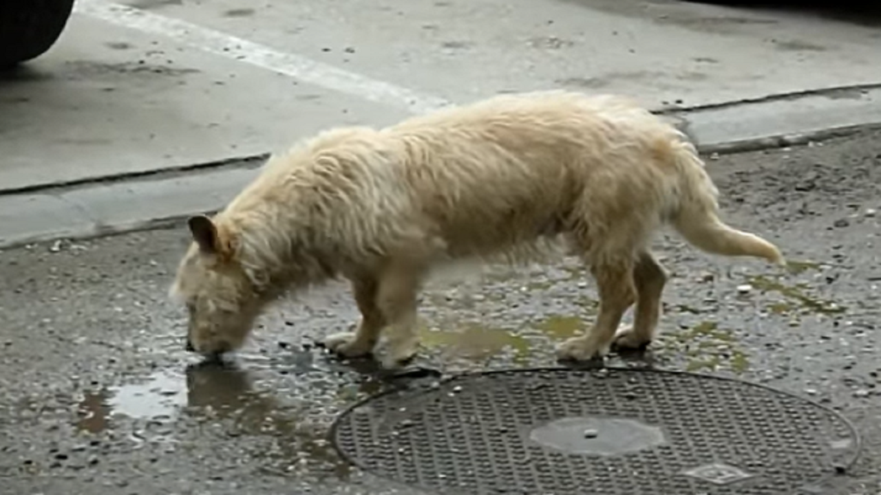 cane spaventato beve dalle pozzanghere