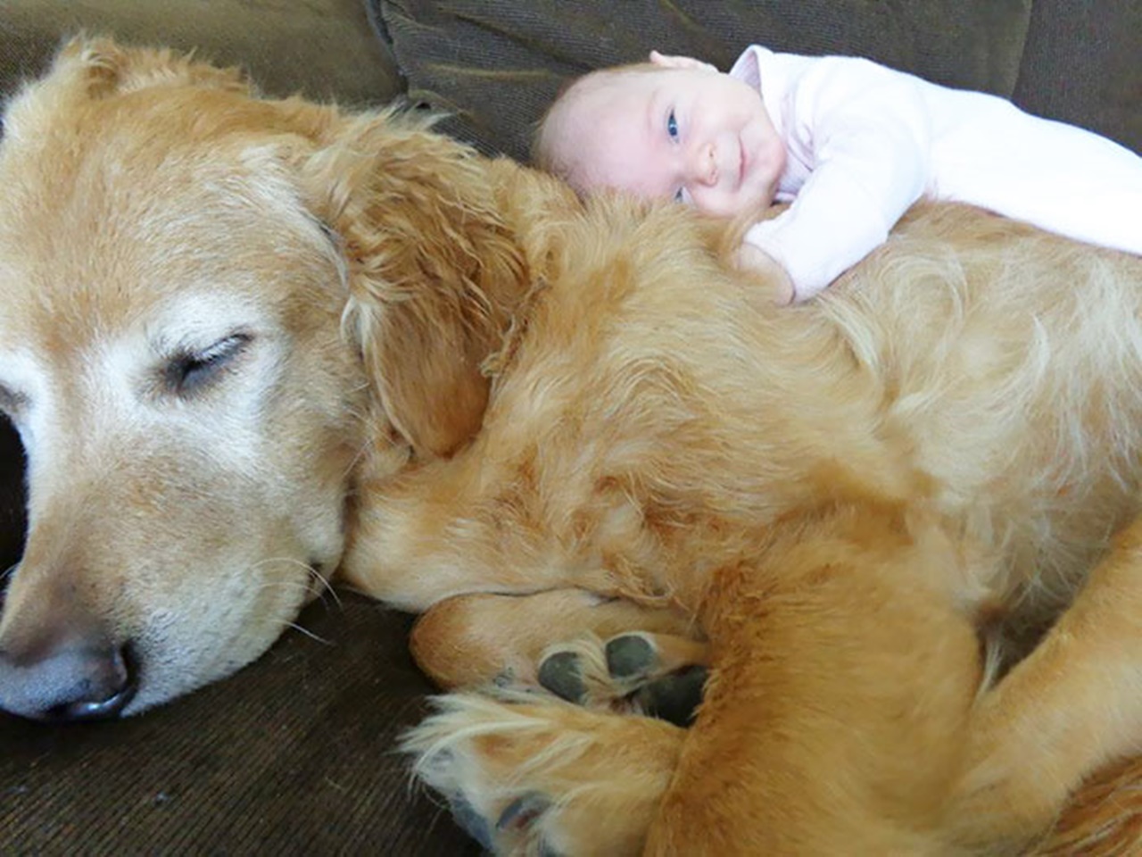 4 cani cuscino divano