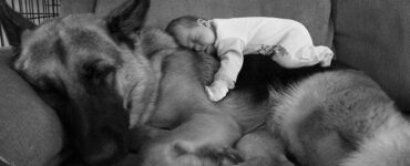 4 cani cuscino bianconero