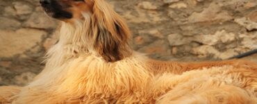 4 cani levrier