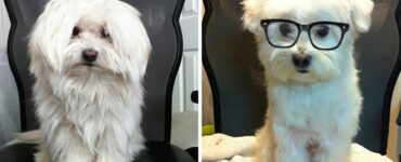 4 cani occhiali
