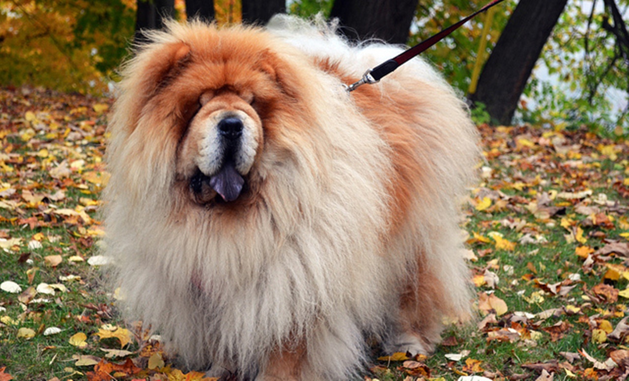 4 cani chow chow