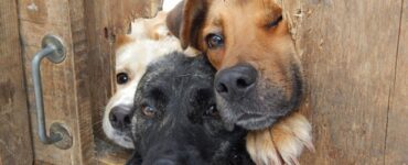 4 cani trio