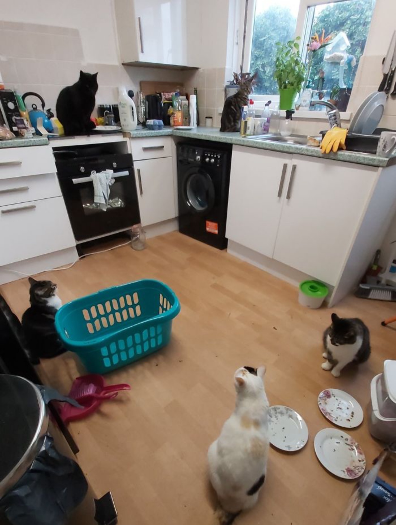 4 gatti casa cucina