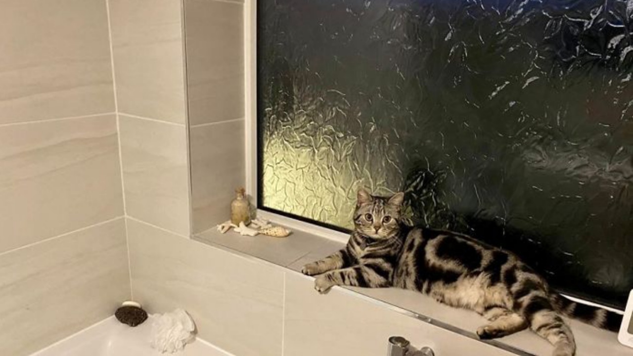4 gatti casa bagno