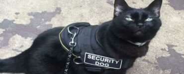 4 gatti lavoratori security