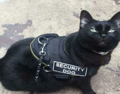 4 gatti lavoratori security