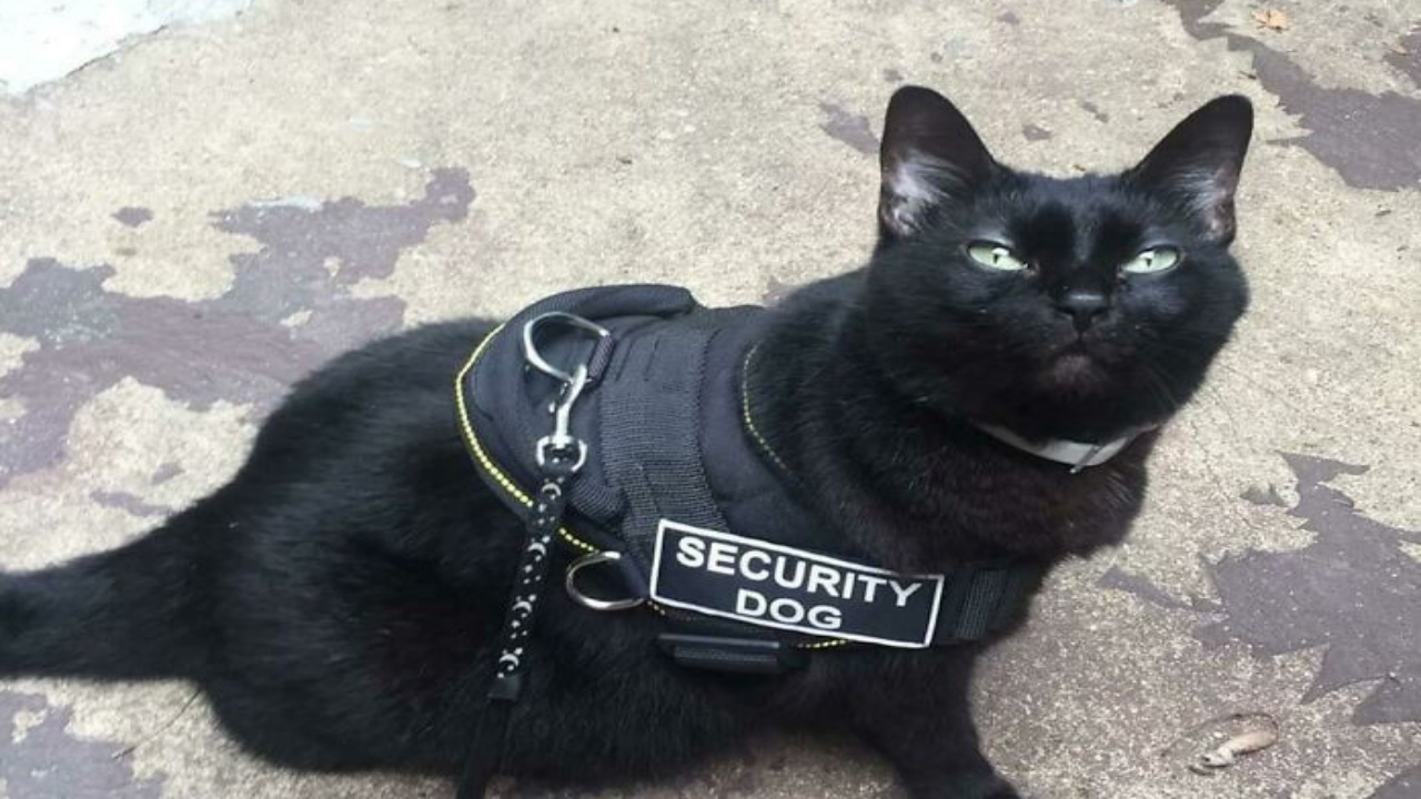 4 gatti lavoratori security