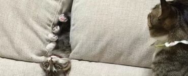 4 gatti strano divano
