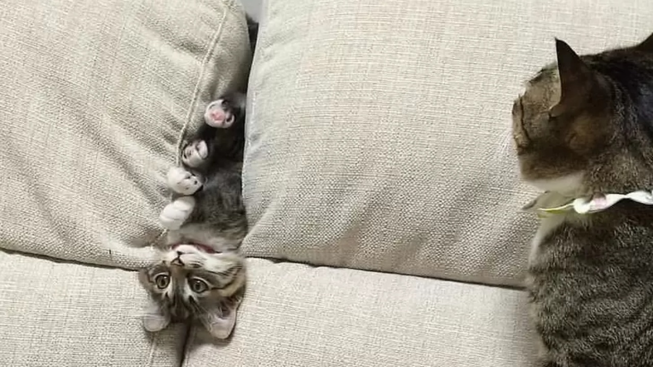 4 gatti strano divano