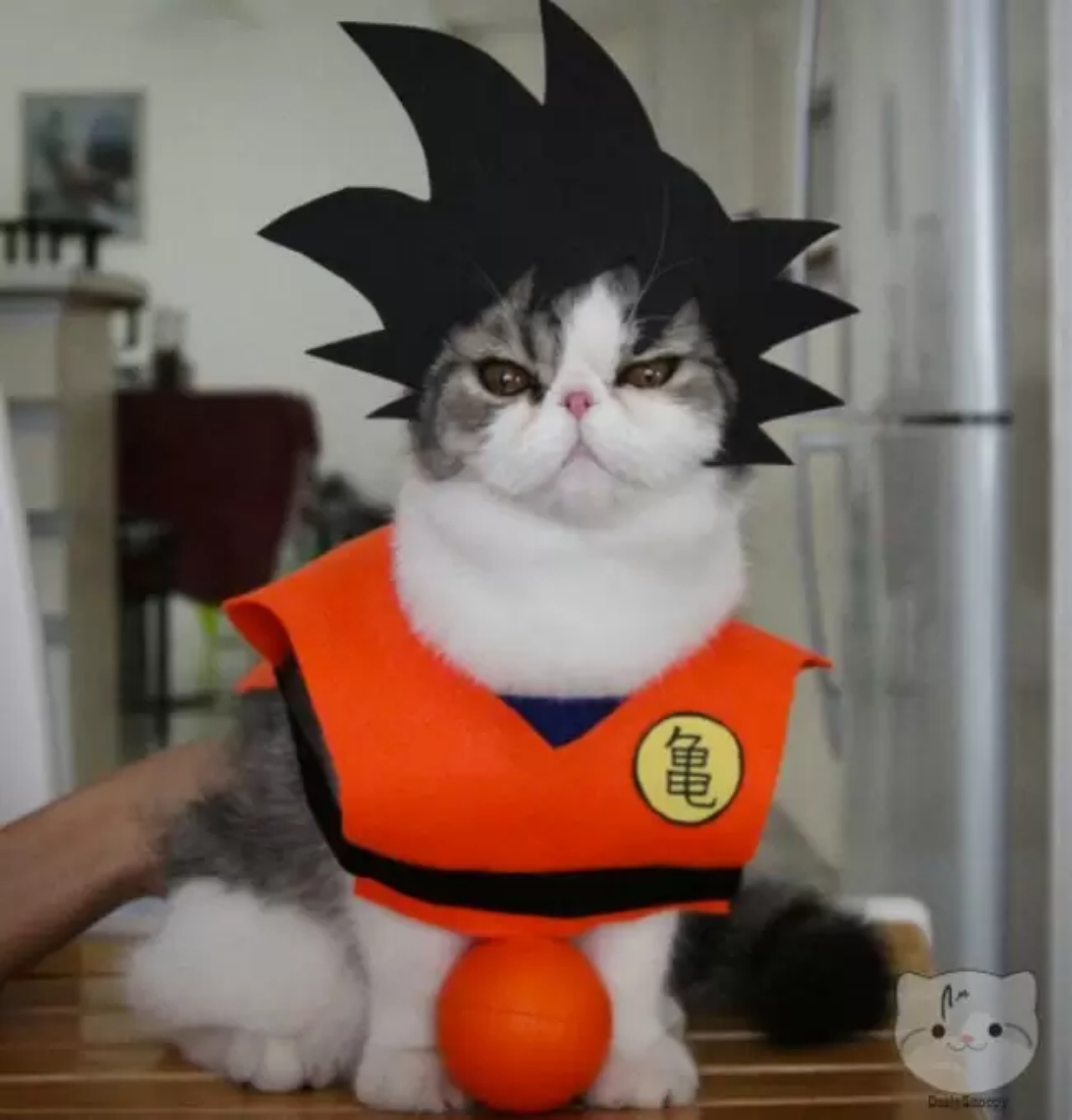 4 gatti Goku