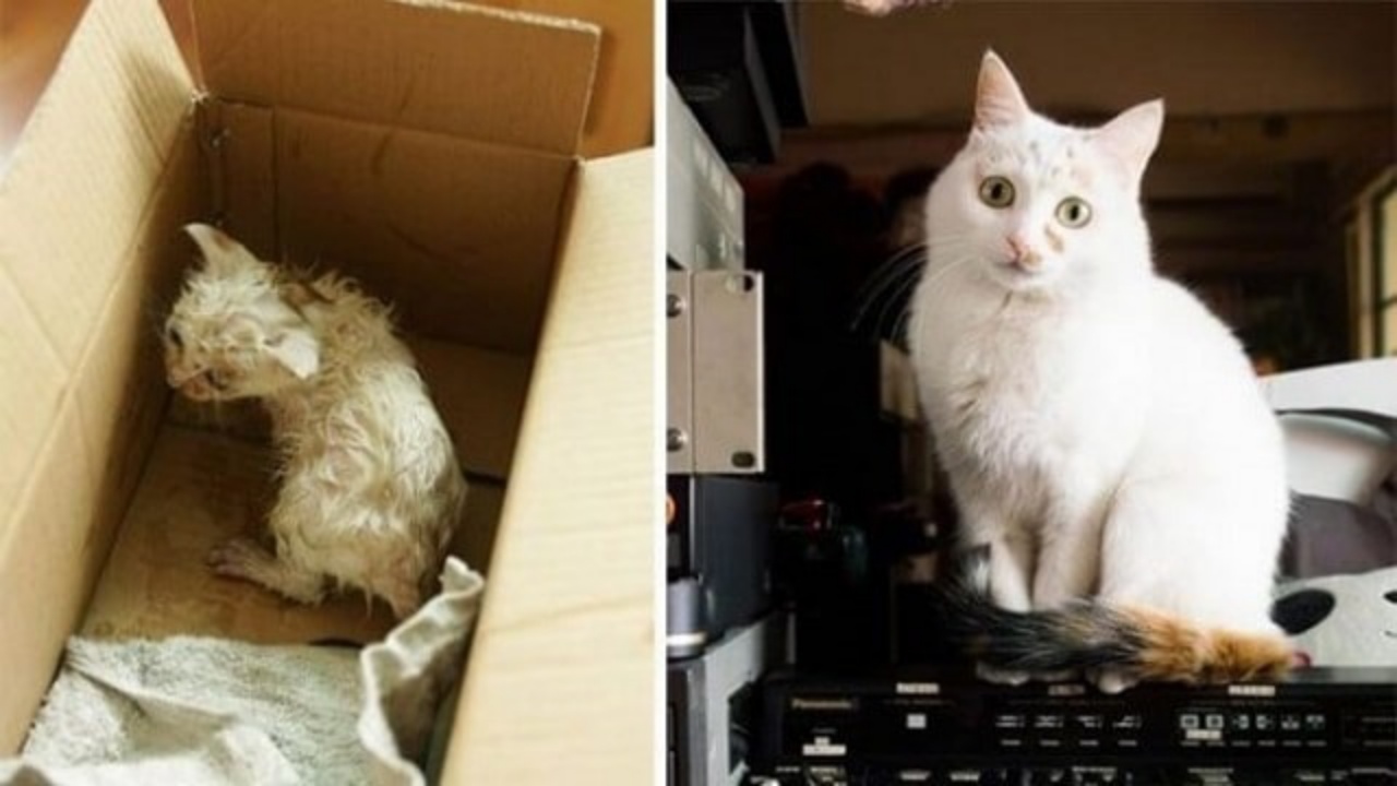 4 gatti  scatola