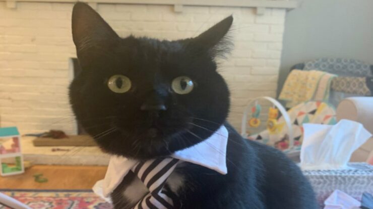 4 gatti cravatta