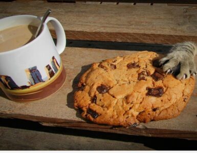 4 gatti cookie