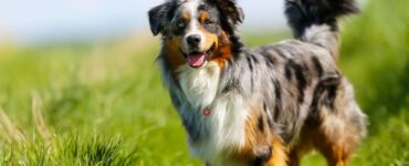 4 particolarità felice