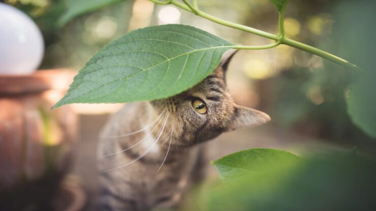 4 piante gatto