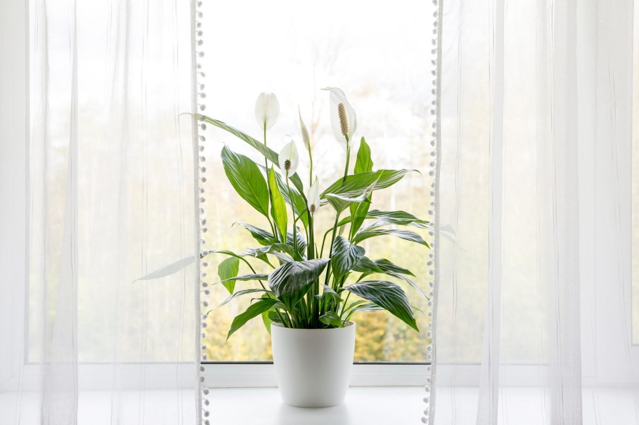 4 piante finestra