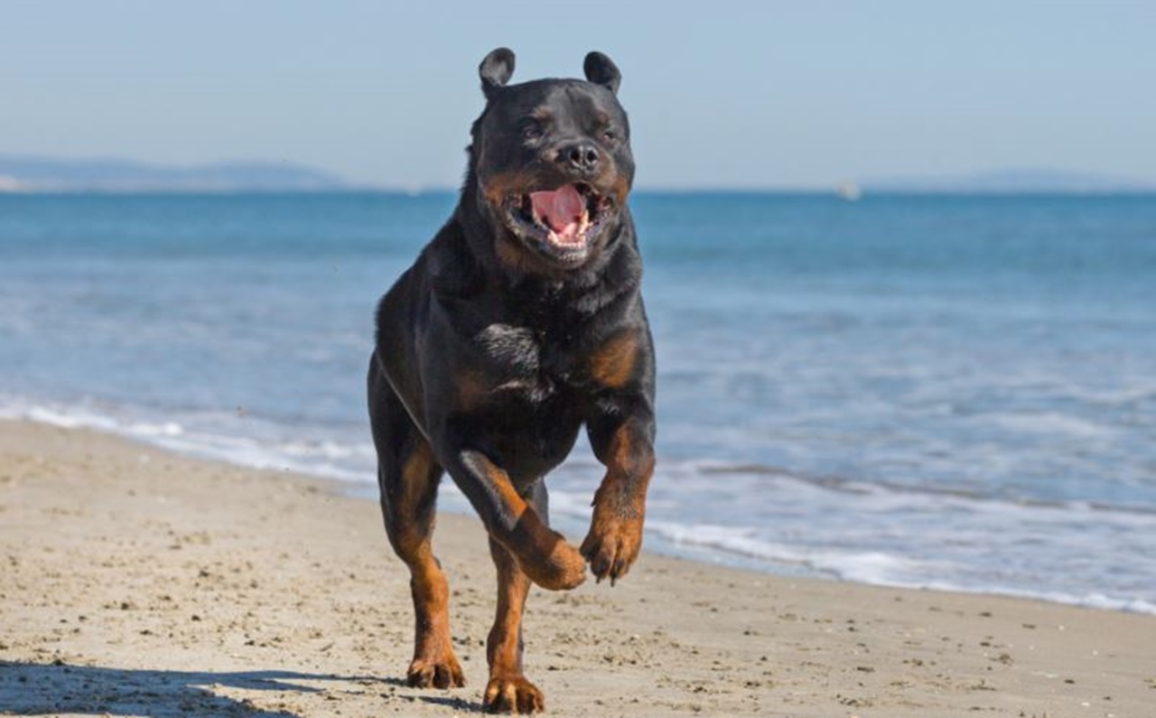 4 razze rottweiler