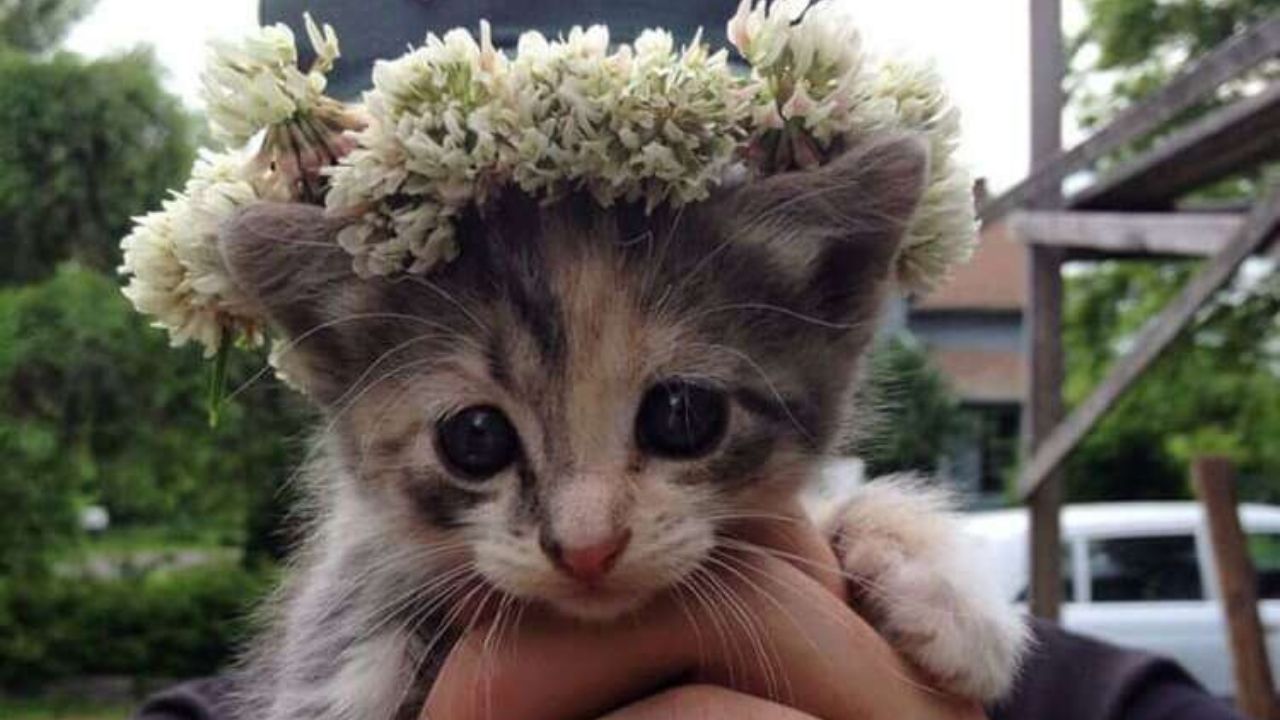 Gattino con una corona di fiori