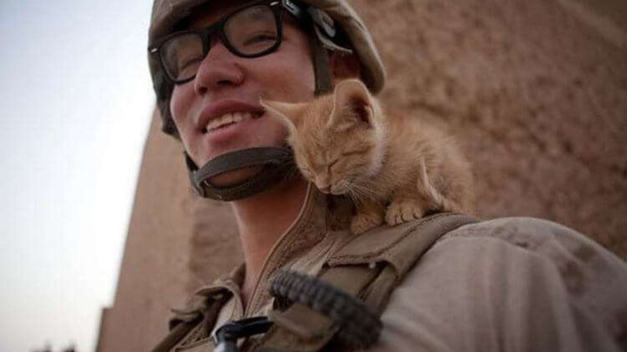 Gattino sulle spalle di un soldato