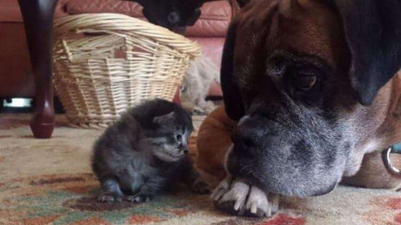 Gatto e cane si guardano