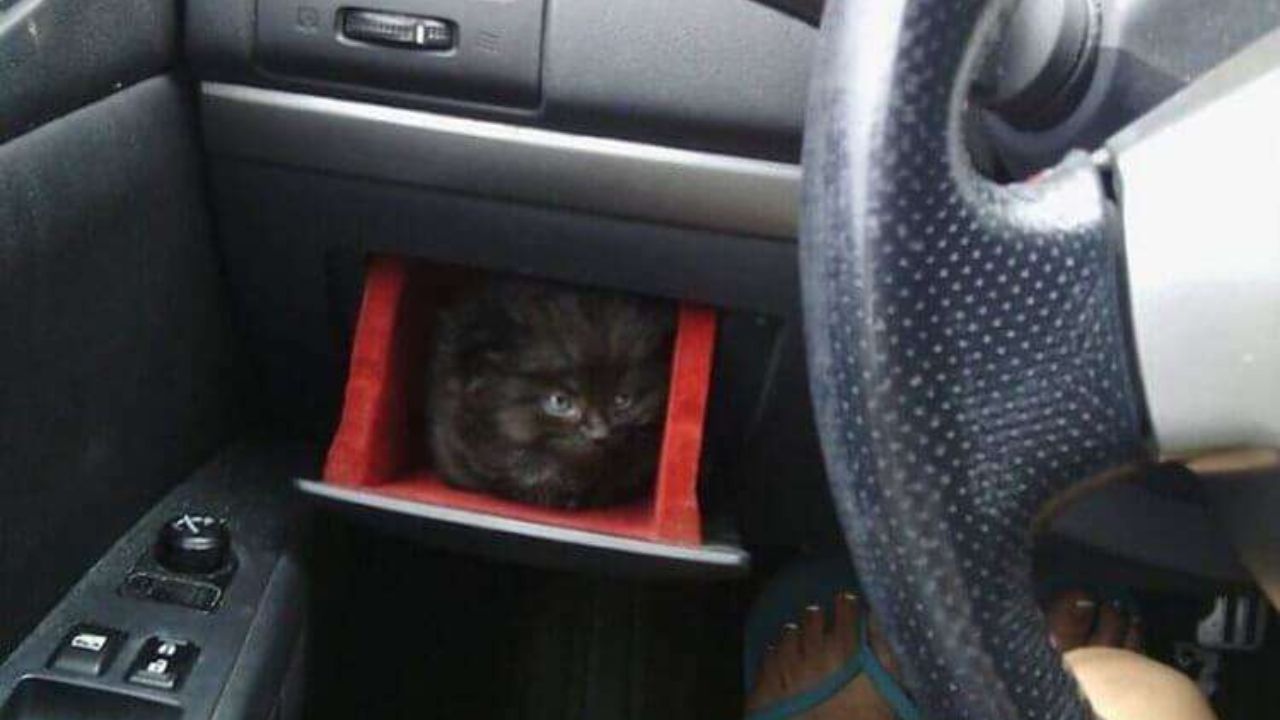 Gattino in auto