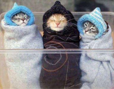 Gatti imbacuccati