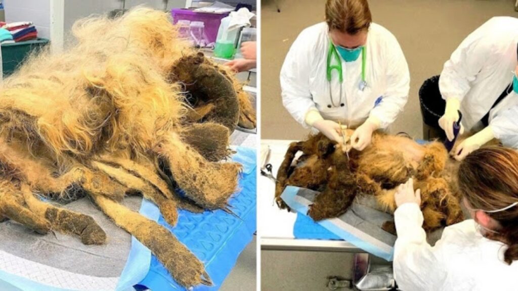 Con pazienza lo staff veterinario ha assistito la cagnolina fino alla sua completa guarigione.