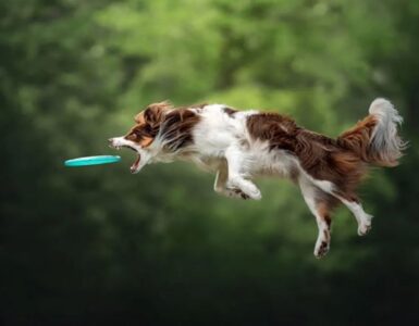5 cani salto