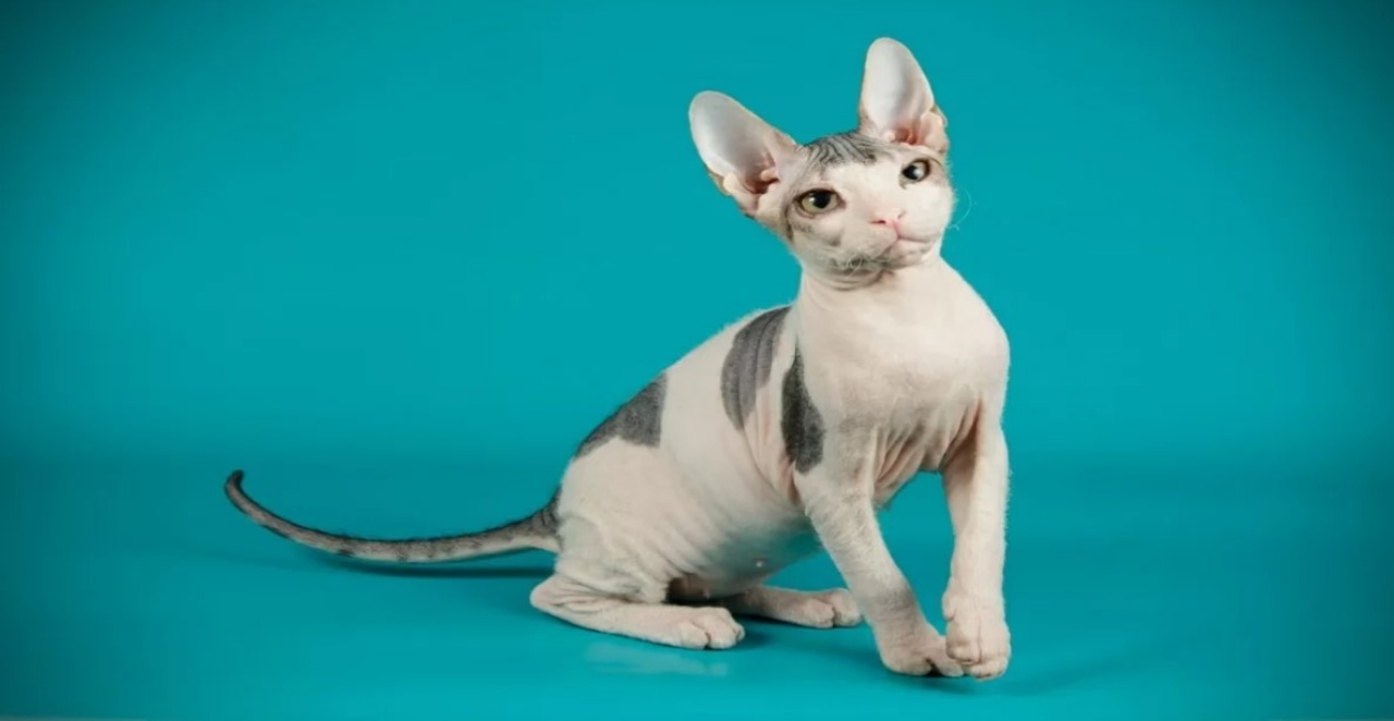 6 razze sphynx