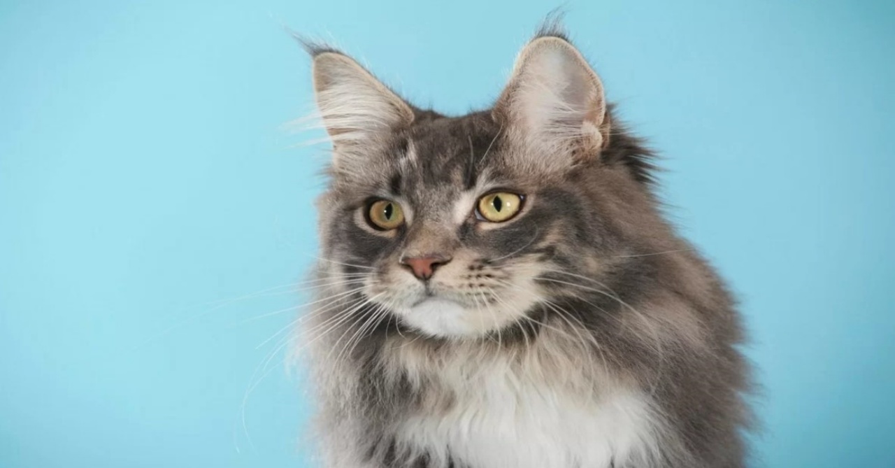 6 razze maine coon