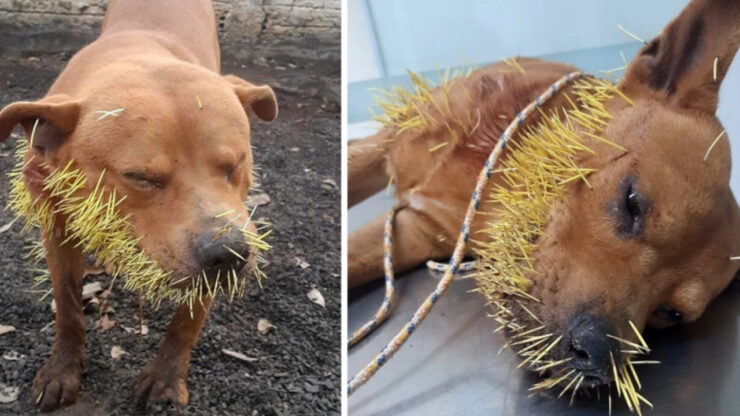 Questo povero cane è stato ritrovato con centinaia di aculei sul viso