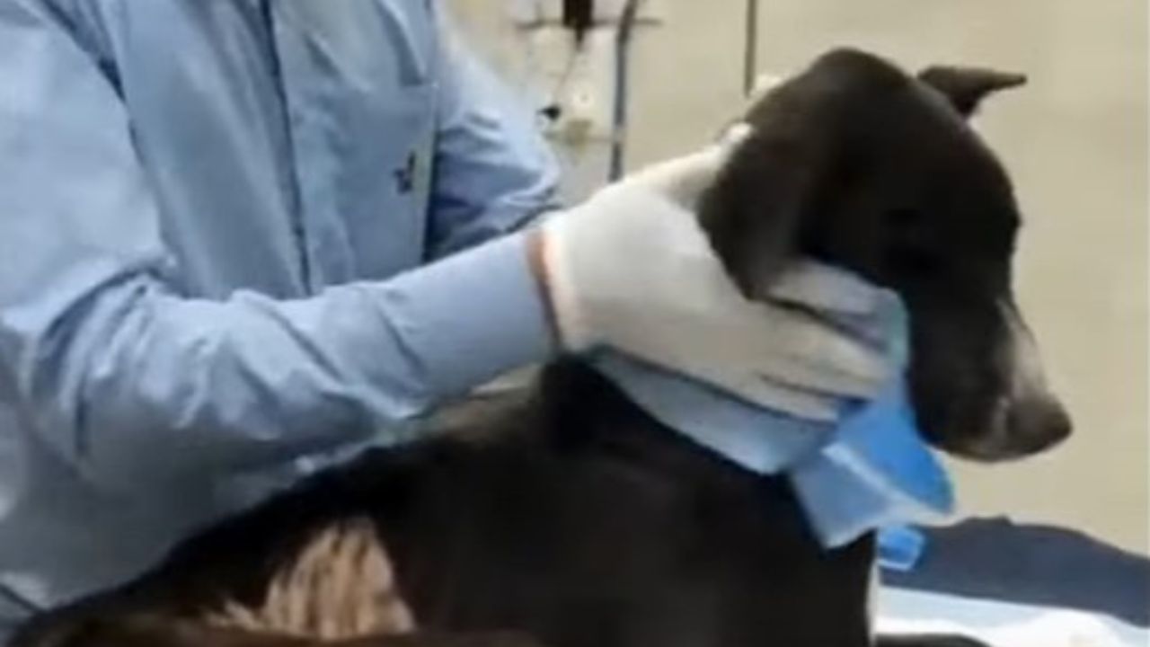 Visita medica cane