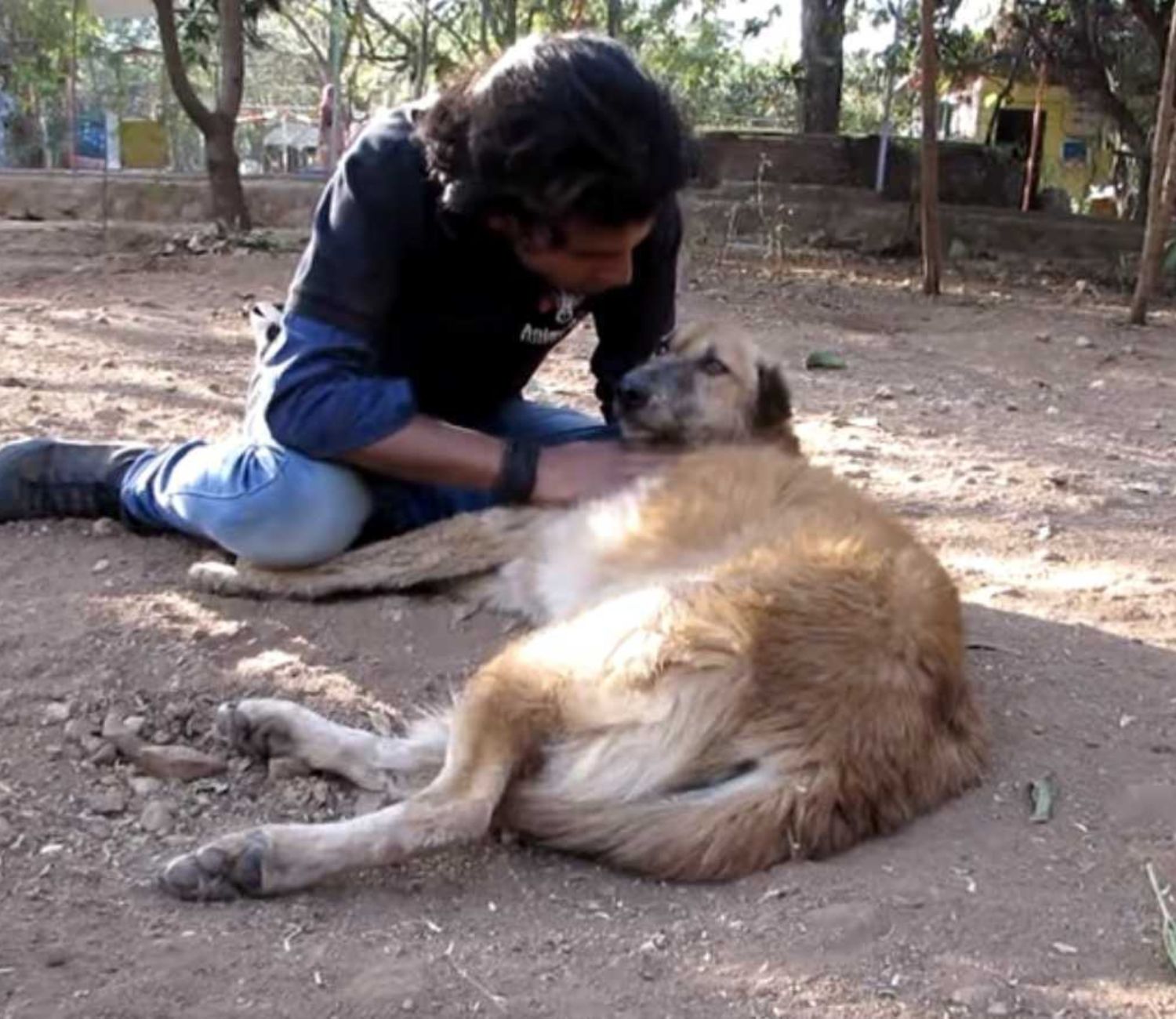 Uomo accarezza cane anziano