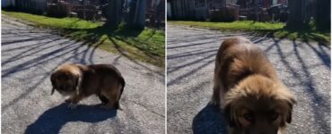 Cagnolina con una massa sulla pancia: salvata dai volontari